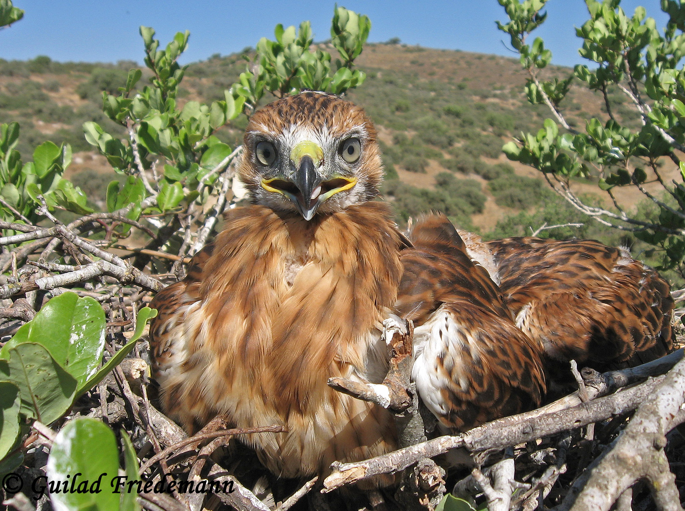 Israel Raptor Nest Cam